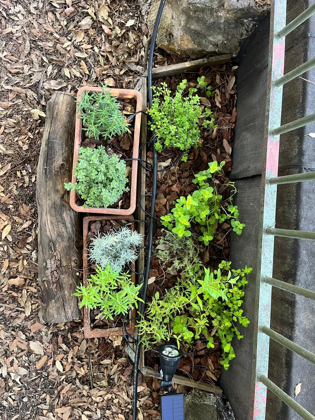 Aiuola delle foglie aromatiche